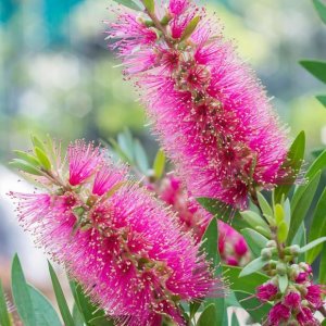 Callistemon citrinus (Tyčinkovec kopijovitolistý) ´VIOLACEUS´ kont. C15L, výška: 260-280 cm - NA KMIENKU, ružový